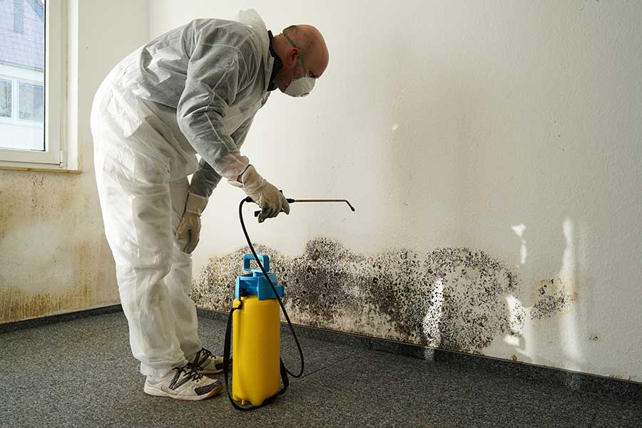 Get Professional Mold Inspection Available For You