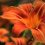 What Is The Difference Between Lilies And Daylilies?